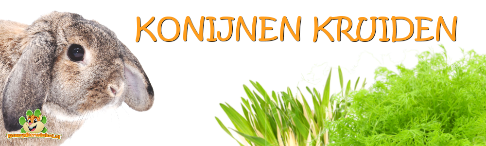 konijnen kruiden vers