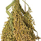 JR Farm Millet Harvest for Rodents & Birds