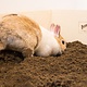 Bunny Nature DiggingBox Graafbak 50 cm voor Knaagdieren & Konijnen!
