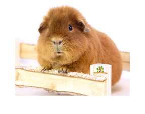 Informationen über Meerschweinchen