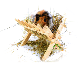 guinea pig hay rack