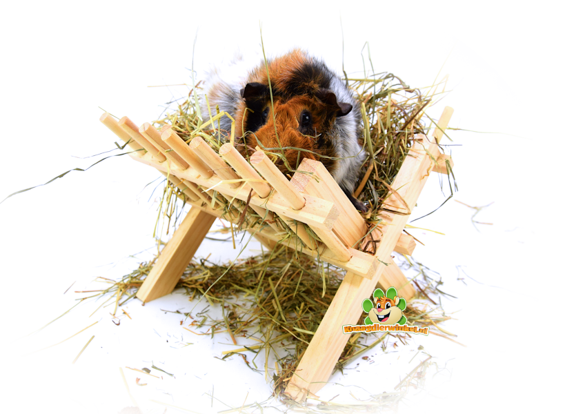 Świnka morska z paśnikiem i sianem