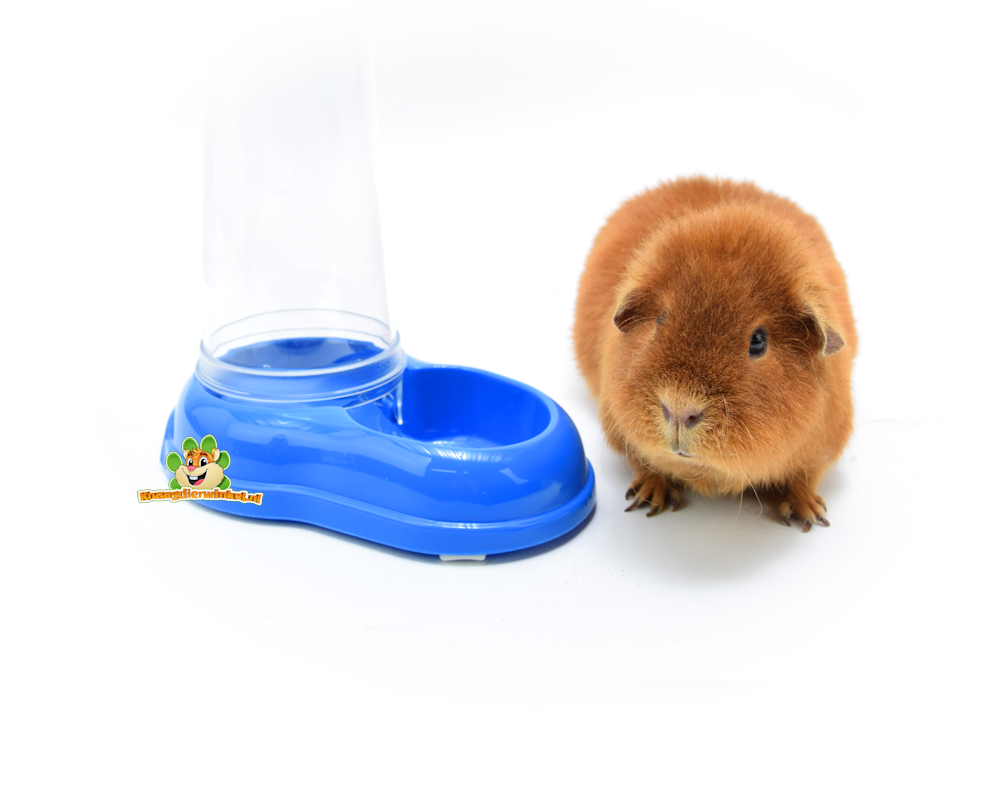 Cobaya con bebedero y cuenco de agua.