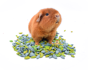 Litière pour cobayes