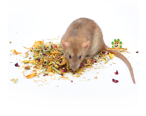 Jedzenie dla szczurów