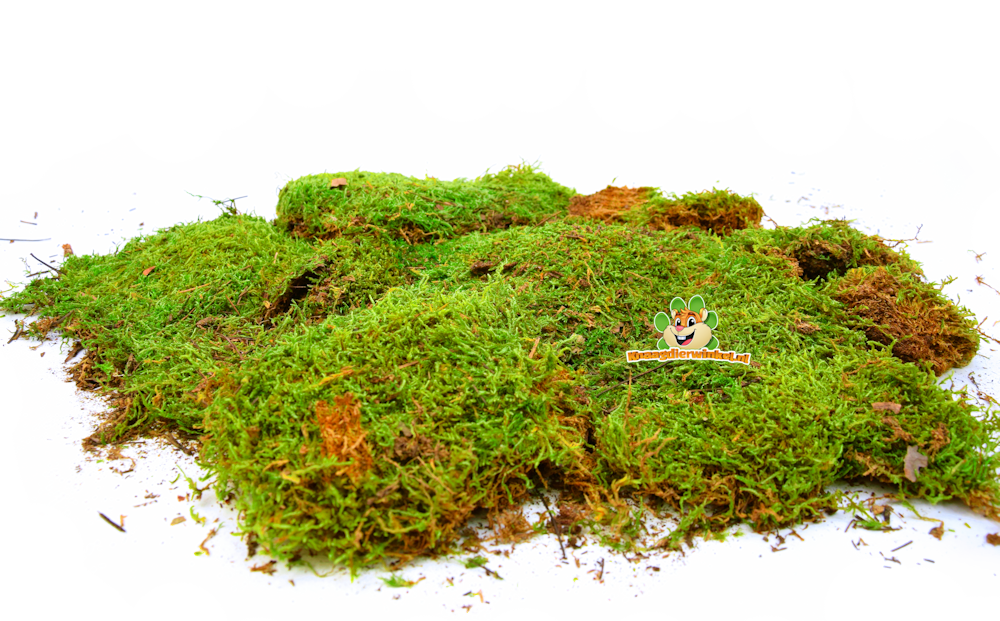 Dried Moss for Hamsterscaping & Gerbilscaping