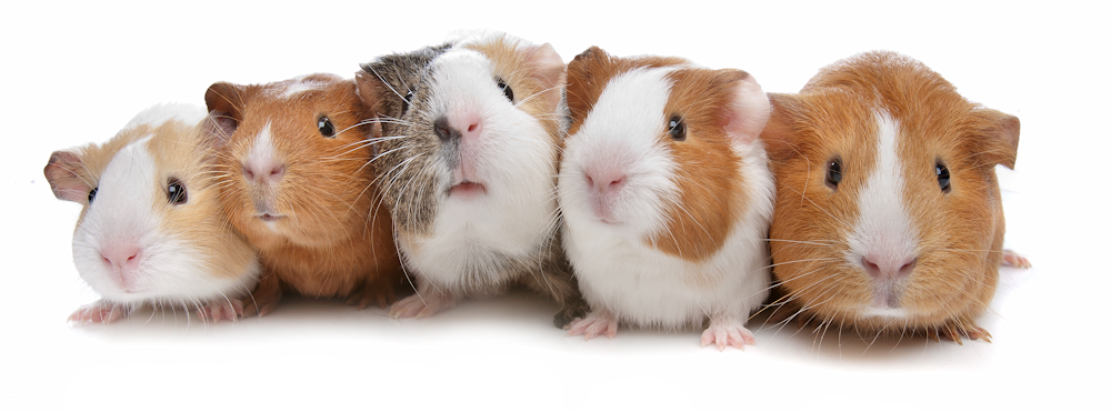 rodent webshop for mouse, hamster, gerbil, rat, guinea pig, rabbit and chinchilla