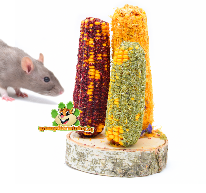 Rata doméstica: animales inteligentes y sociales que disfrutan de ser recompensados y desafiados.