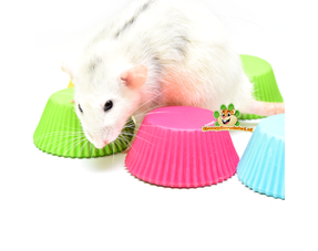 Comederos para ratas