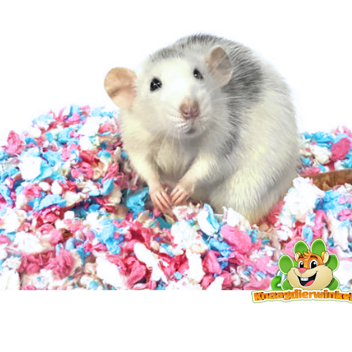 Szczur domowy – zwierzę stadne, lubiące spać razem i budować gniazda