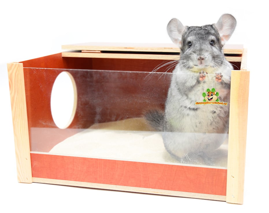 Bain de sable pour chinchillas : roulez en toute sécurité dans le sable du bain