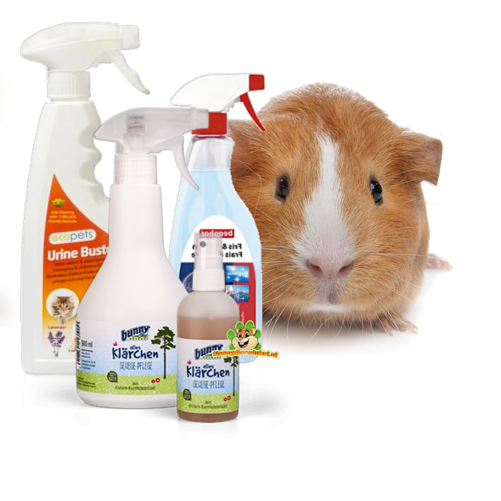 Świnka morska w czystym i świeżym terrarium