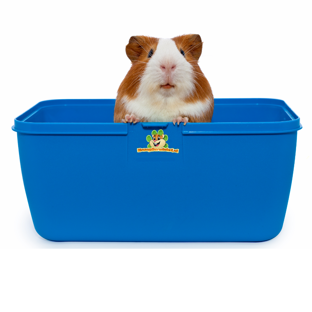 Meerschweinchentransport und Meerschweinchentransport