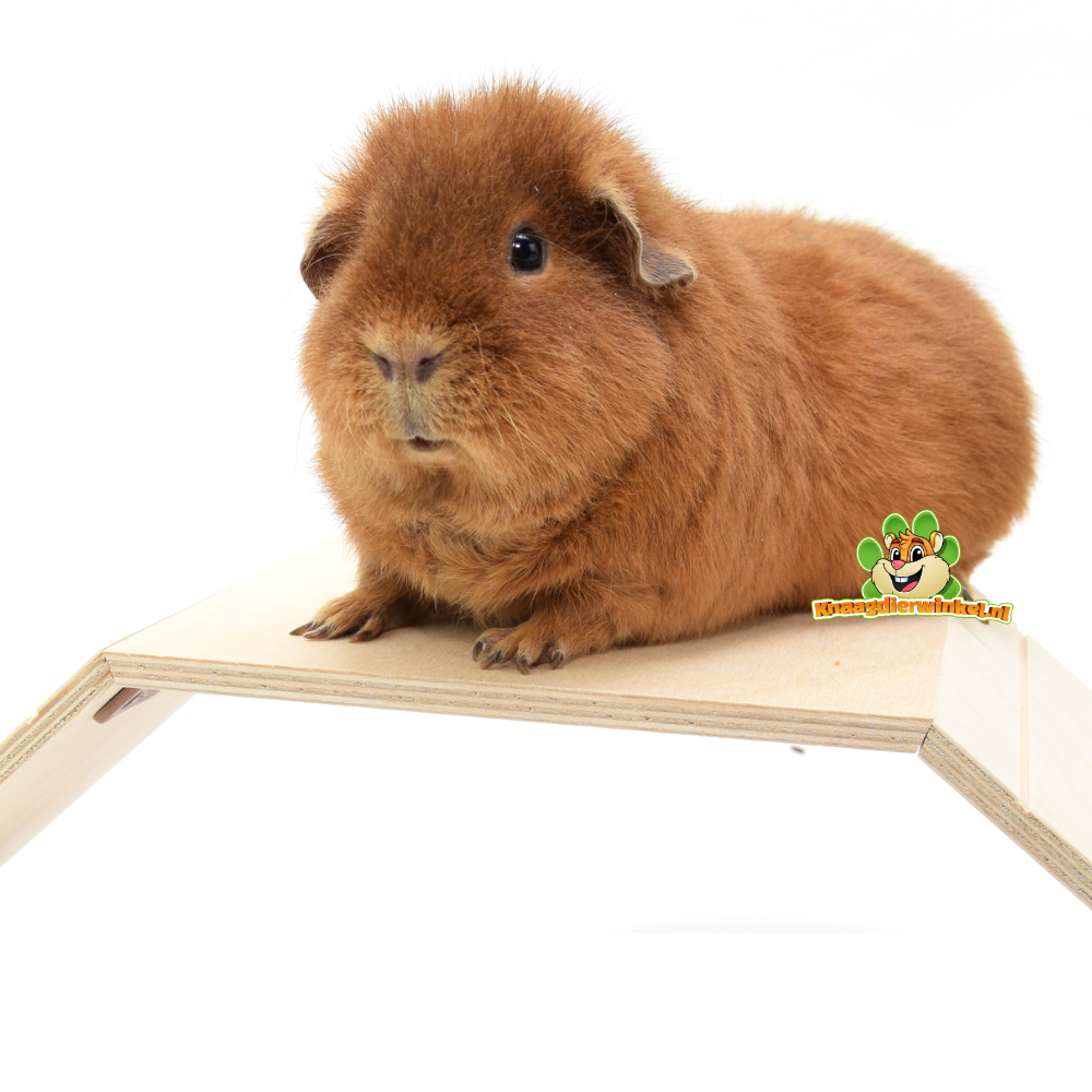 Enclos pour cobayes avec plateforme basse et rampe