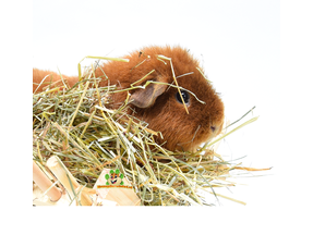 Heno para conejillos de indias
