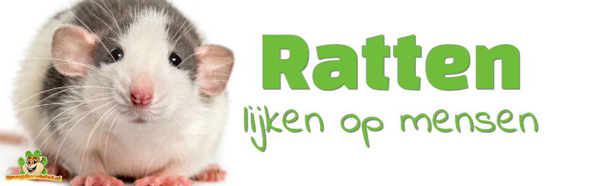 Ratten lijken bijzonder veel op mensen