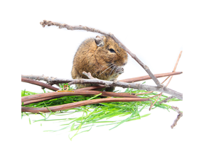 Matériel à ronger Degu