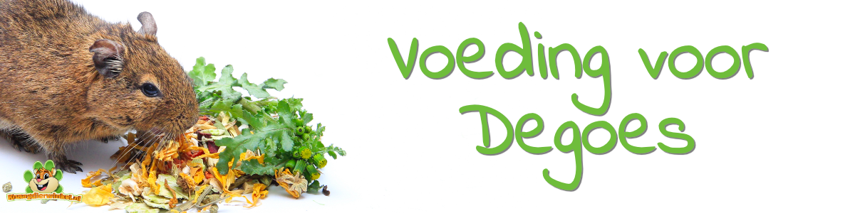 degoevoer en voeding voor degoes