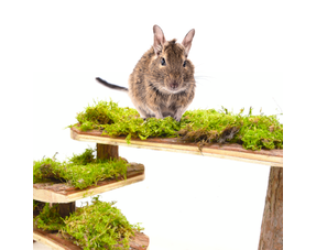 Plateformes et échelles Degu