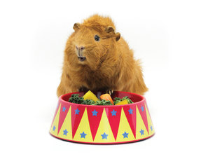 Meerschweinchen-Futternäpfe