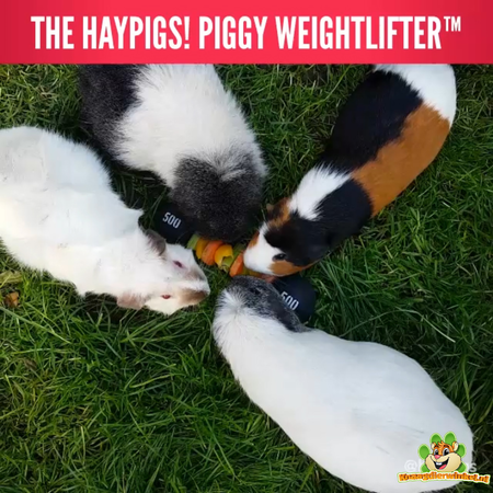 HayPigs Circus Guinea Pig Veggie Halter 22 cm para roedores y conejos.