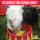 HayPigs Circus Futternapf für Nagetiere und Kaninchen!