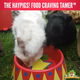 HayPigs ¡Cuenco de comida Circus para roedores y conejos!