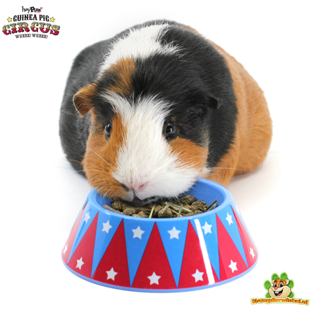 HayPigs Circus Food Bowl for Rodents & Rabbits!