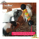 HayPigs Circus Cavia Veggie Halter 22 cm voor Knaagdieren & Konijnen!