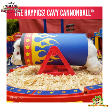 HayPigs Zirkuskanonenkugel-Kipptunnel für Nagetiere!