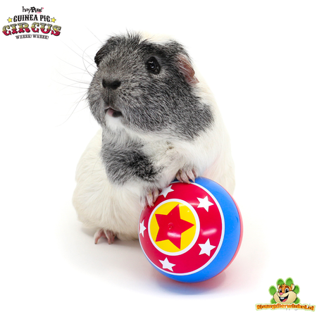 HayPigs Circus Snack Ball dla gryzoni i królików!