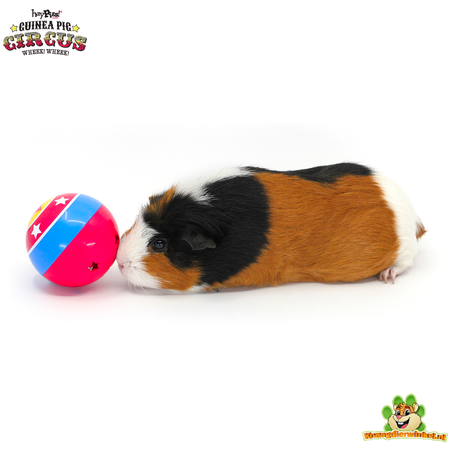 HayPigs Zirkus-Snackball für Nagetiere und Kaninchen!