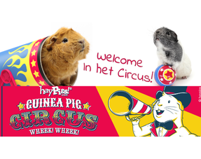 Cavia Circus