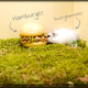 Lolo Pets Hamburger für Nagetiere und Kaninchen!