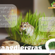 Trixie Knaagdiergras / Kattengras 100 gram voor Knaagdieren en Konijnen