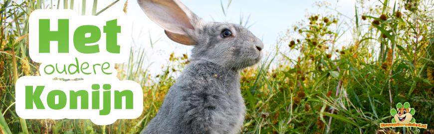 Het oudere Konijn