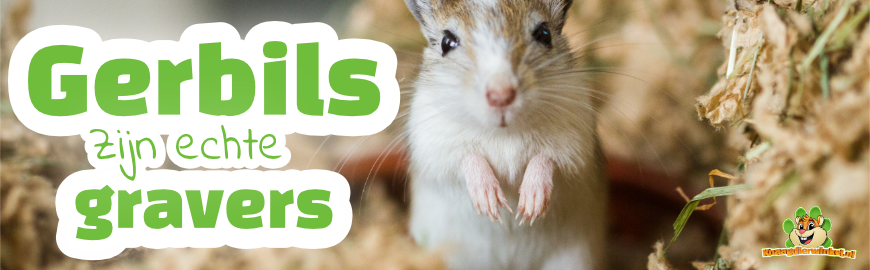 Gerbils zijn echte gravers!