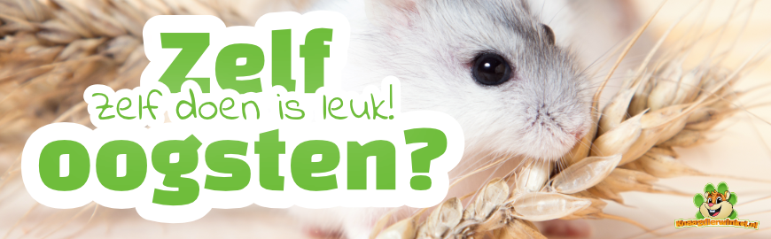 Knaagdieren willen zelf oogsten