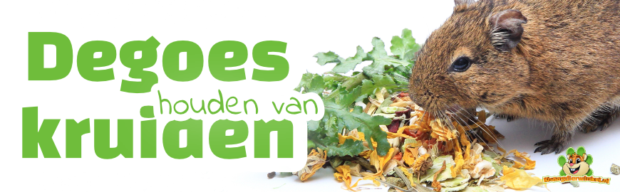 Dit is waarom kruiden gezond zijn voor Degoes