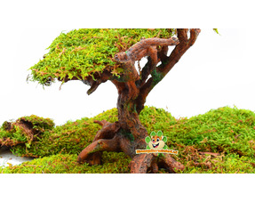 Chomikowe drzewko Bonsai