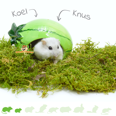 Happy Pet Ceramic House Melon for small Rodents!