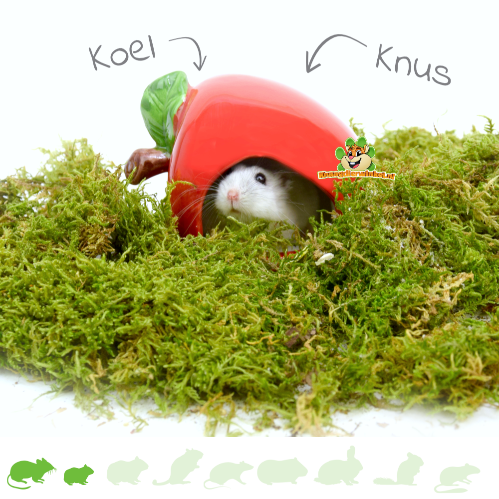 Moss – Hamsterscape