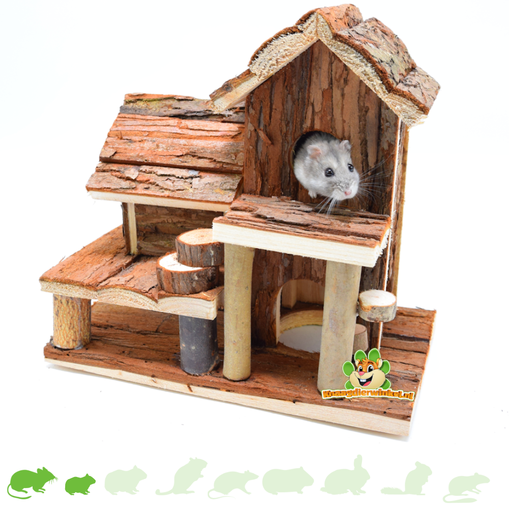 hamster staying in house