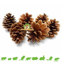 Pine cone 6 pieces