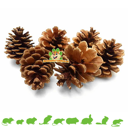 Pine cone 6 pieces for Rodents & Rabbits!