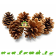 Elmato Pine cone 6 pieces for Rodents & Rabbits!