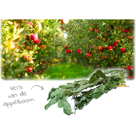 JR Farm Apple Tree Harvest