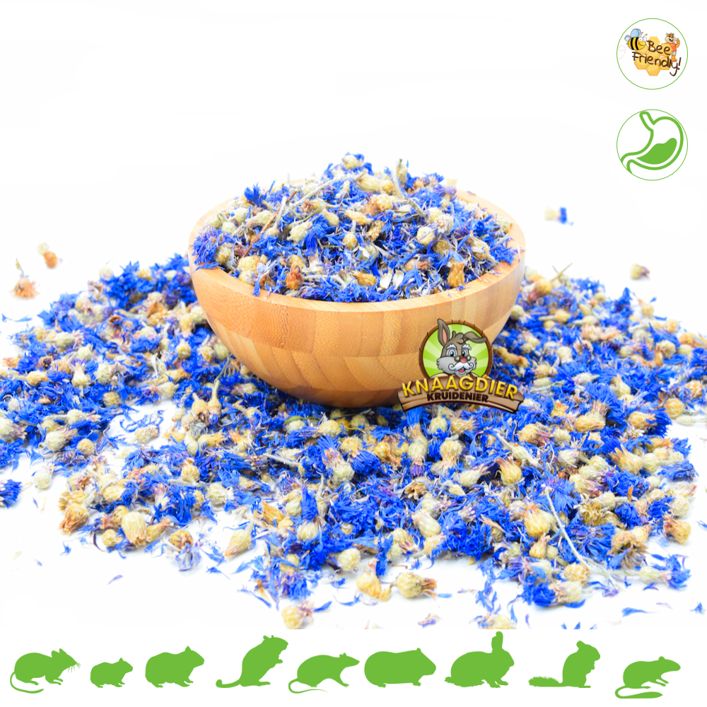 Knaagdier Kruidenier Gedroogde Korenbloem Blauw