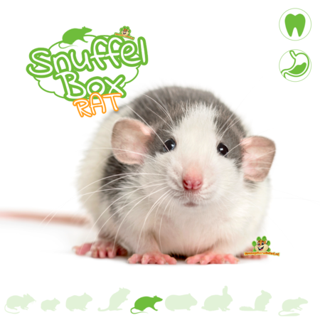 Knaagdierwinkel® Rat Snuffle Box #17