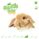 Knaagdierwinkel® Boite à priser Lapin #06